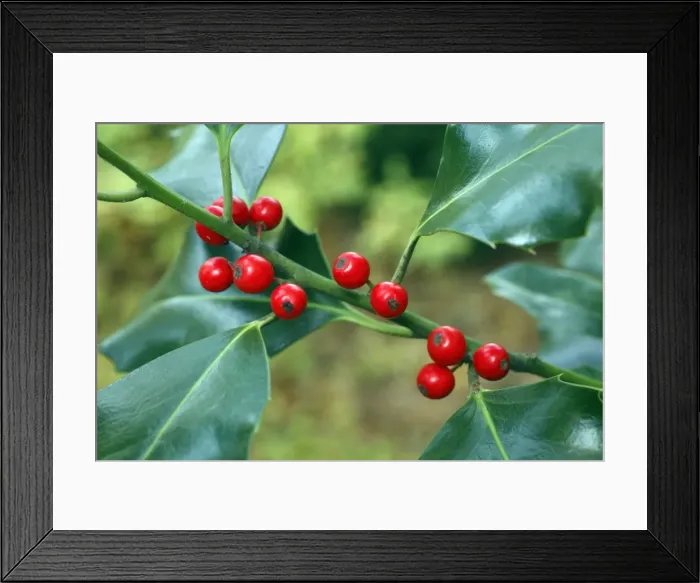 Framed Print : Holly - close up of berries and leaves - Germany Framed Print : Holly - close up of berries and leaves - Germany