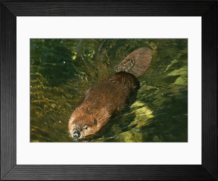 Framed Print : Beaver SR 6596A Desert Museum. Tucson, Arizona, USA. Castor canadensis © S. Roberts / ardea. com Framed Print : Beaver SR 6596A Desert Museum. Tucson, Arizona, USA. Castor canadensis © S. Roberts / ardea. com