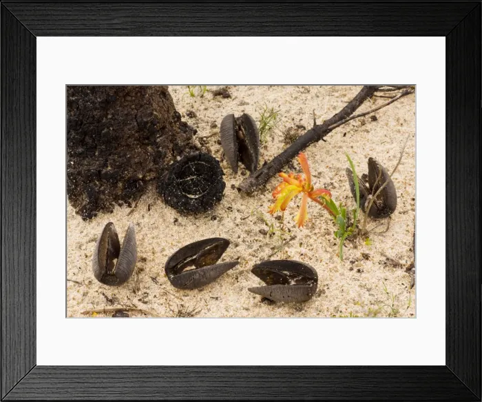 Framed Print : Cricket-ball Hakea - fruits; with Common Catspaw Anigozanthos humilis, in spring in Kwongan heath in Alexander Morrison National Park, Western Australia Framed Print : Cricket-ball Hakea - fruits; with Common Catspaw Anigozanthos humilis, in spring in Kwongan heath in Alexander Morrison National Park, Western Australia