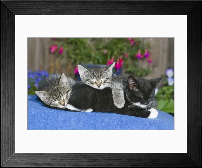 Framed Print : Cat - three kittens asleep together on blanket - oudoors - Lower Saxony - Germany Framed Print : Cat - three kittens asleep together on blanket - oudoors - Lower Saxony - Germany