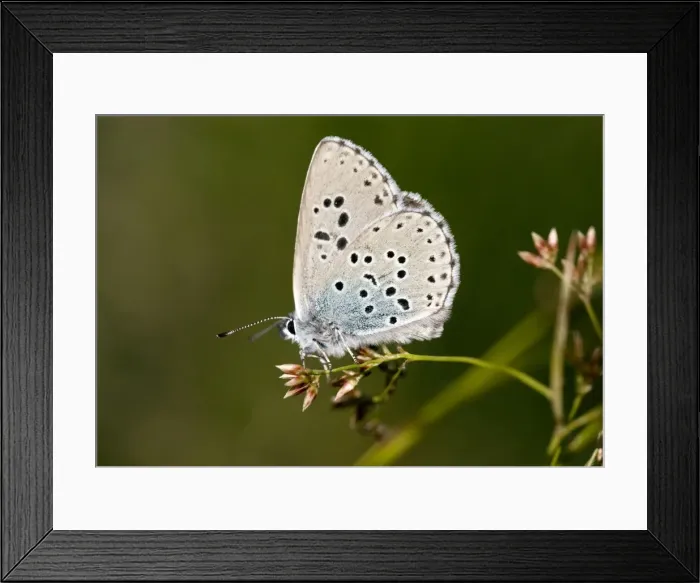 Framed Print : Large Blue Butterfly - alpine form at 2000m in eastern Swiss Alps Framed Print : Large Blue Butterfly - alpine form at 2000m in eastern Swiss Alps