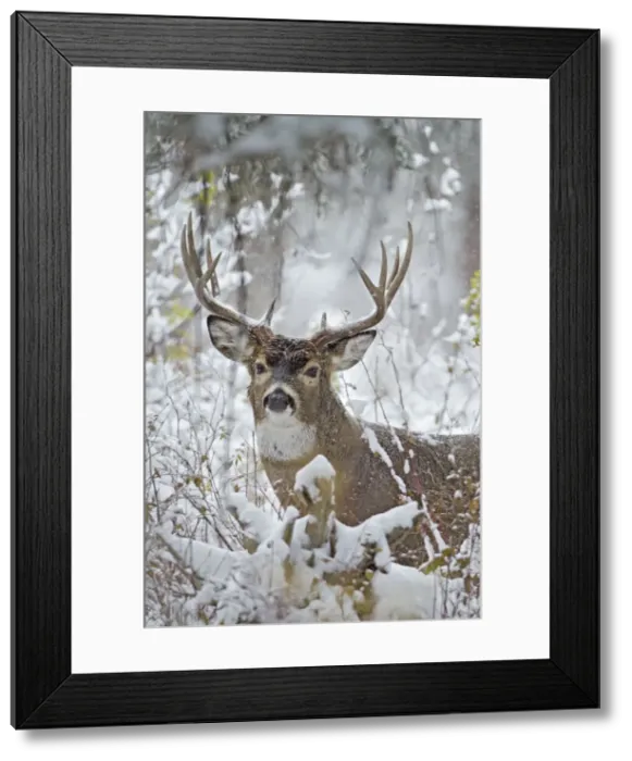 Framed Print : White-tailed Deer - buck in snow storm - Autumn - Montana - Western U. S. _E7C1341 Framed Print : White-tailed Deer - buck in snow storm - Autumn - Montana - Western U. S. _E7C1341