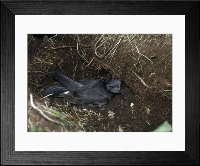 Framed Print : Leach's Petrel Framed Print : Leach's Petrel