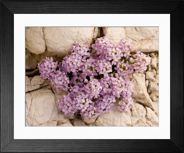 Framed Print : Round-leaved Pennycress - on dolomite scree in the Dolomites, Italy Framed Print : Round-leaved Pennycress - on dolomite scree in the Dolomites, Italy