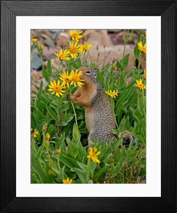 Framed Print : Columbian Ground Squirrel - eating flower - Glacier National Park - USA Framed Print : Columbian Ground Squirrel - eating flower - Glacier National Park - USA