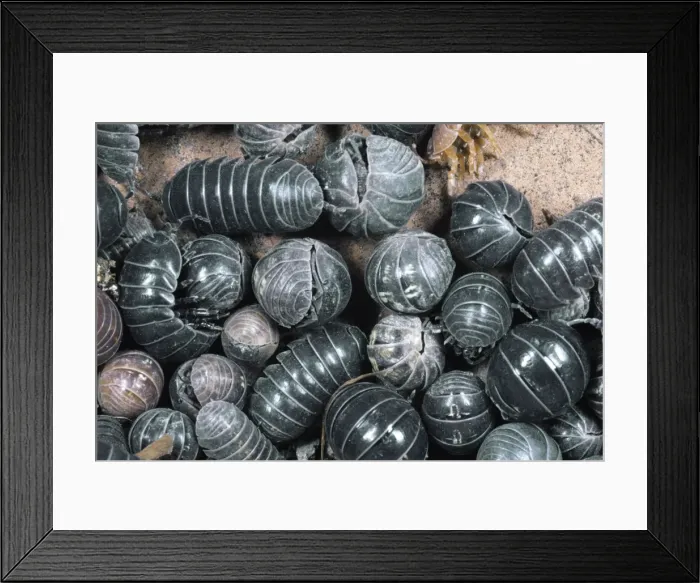 Framed Print : Pill Woodlice - aggregation, UK Framed Print : Pill Woodlice - aggregation, UK