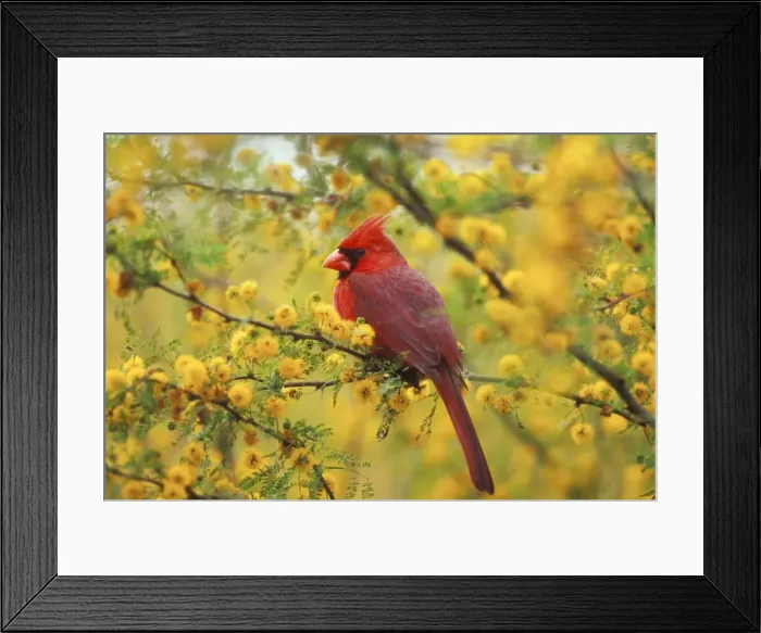 Framed Print : Northern Cardinal TOM 474 Male in Huisache tree, spring, Texas, USA. Cardinalis cardinalis © Tom & Pat Leeson / ardea. com Framed Print : Northern Cardinal TOM 474 Male in Huisache tree, spring, Texas, USA. Cardinalis cardinalis © Tom & Pat Leeson / ardea. com