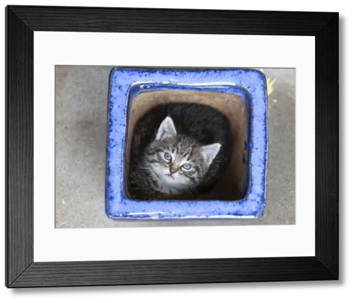 Framed Print : Cat - Kitten sitting in plant pot - Lower Saxony - Germany Framed Print : Cat - Kitten sitting in plant pot - Lower Saxony - Germany