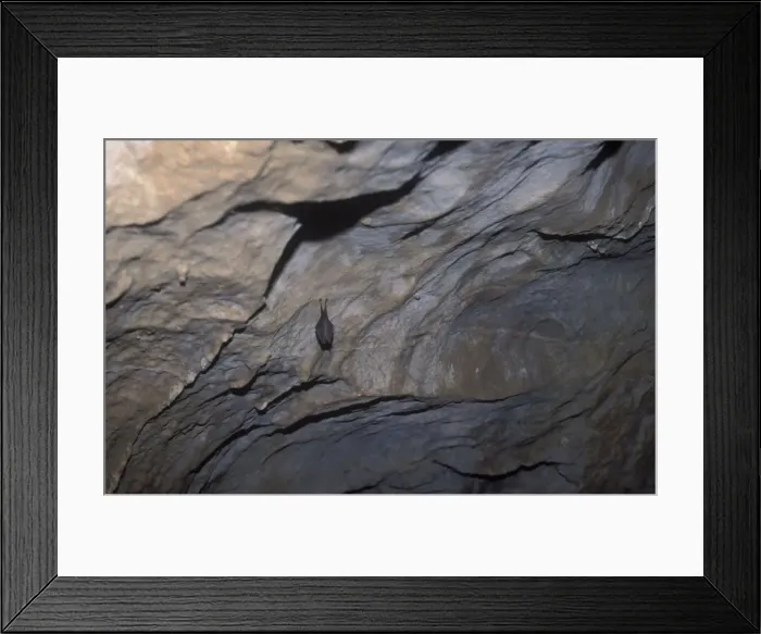 Framed Print : Lesser Horseshoe Bat - hibernation at cave - Argonne - France Framed Print : Lesser Horseshoe Bat - hibernation at cave - Argonne - France