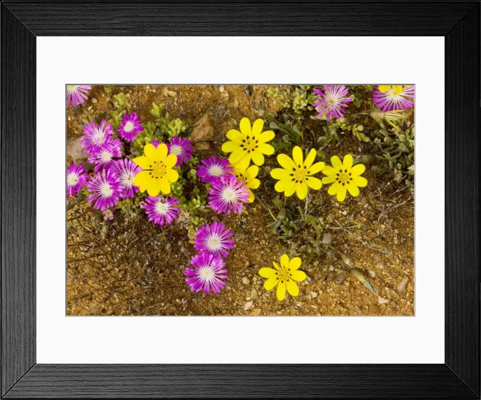 Framed Print : Gazania lichtensteinii with pink Drosanthemum hispidum, Namaqualand, South Africa Framed Print : Gazania lichtensteinii with pink Drosanthemum hispidum, Namaqualand, South Africa