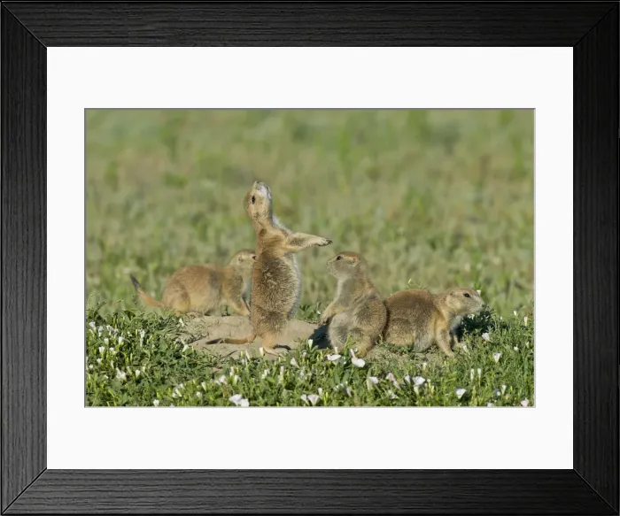 Framed Print : Black-tailed Prairie Dog - family - one prairie dog doing jump-yip signal behaviour - Theodore Roosevelt National Park - North Dakota - North America (whilst not definitive) Framed Print : Black-tailed Prairie Dog - family - one prairie dog doing jump-yip signal behaviour - Theodore Roosevelt National Park - North Dakota - North America (whilst not definitive)