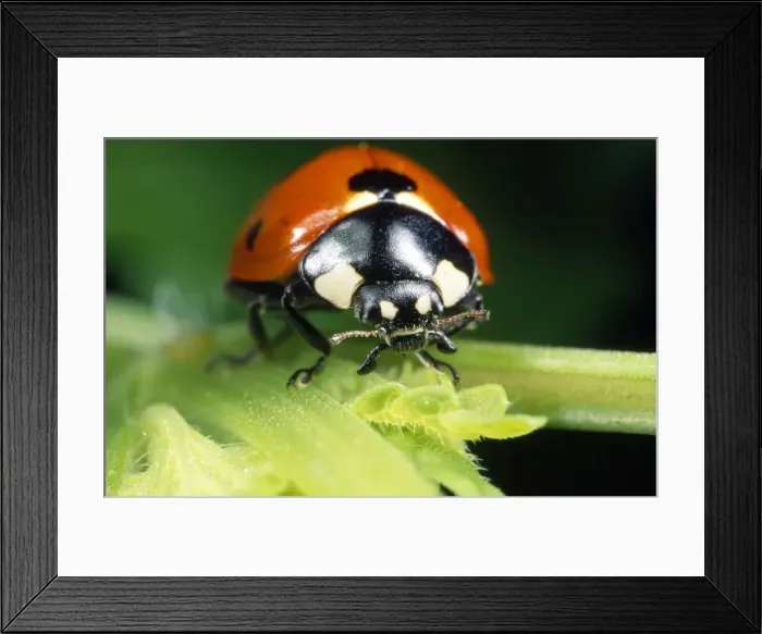 Framed Print : 7-spot Ladybird - head in close-up - UK also know as Coccinella septempunctata Framed Print : 7-spot Ladybird - head in close-up - UK also know as Coccinella septempunctata