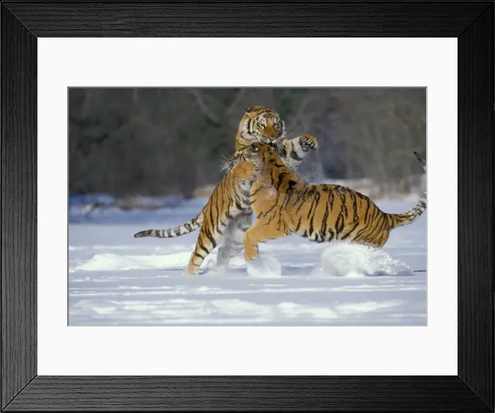 Framed Print : Siberian Tigers TOM 589 Fighting Panthera tigris altaica © Tom & Pat Leeson / ardea. com Framed Print : Siberian Tigers TOM 589 Fighting Panthera tigris altaica © Tom & Pat Leeson / ardea. com