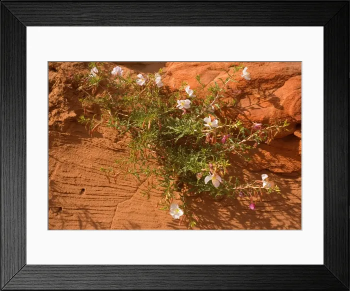 Framed Print : Pale / Pale-stemmed / White-stemmed Evening Primrose - growing out of a crack in a red sandstone cliff - Vermillion Cliffs, Grand Staircase Escalante National Monument, Utah, USA Framed Print : Pale / Pale-stemmed / White-stemmed Evening Primrose - growing out of a crack in a red sandstone cliff - Vermillion Cliffs, Grand Staircase Escalante National Monument, Utah, USA