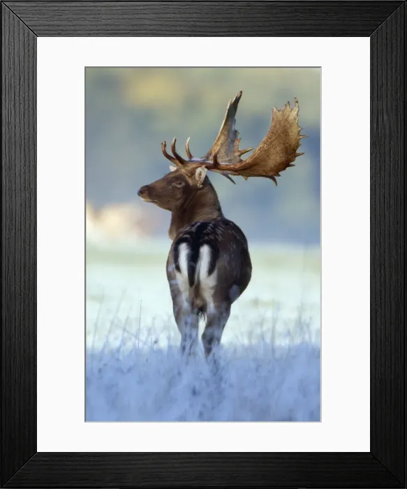 Framed Print : Fallow Deer - buck standing alert - during the rut - Seeland - Denmark Framed Print : Fallow Deer - buck standing alert - during the rut - Seeland - Denmark
