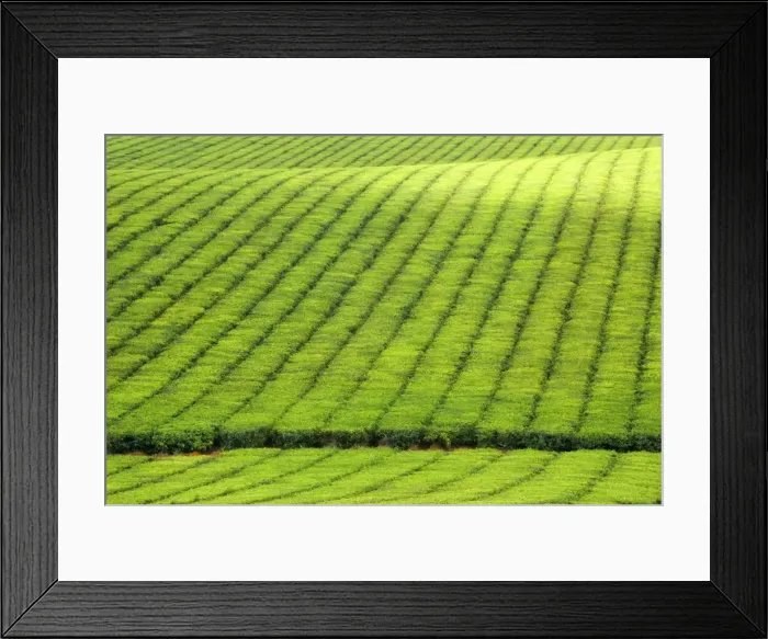 Framed Print : Tea Plantation - brightly green tea bushes stretch over a hilly landscape. Because of their even cut, they form a symmetric pattern - Atherton Tablelands, Queensland, Australia Framed Print : Tea Plantation - brightly green tea bushes stretch over a hilly landscape. Because of their even cut, they form a symmetric pattern - Atherton Tablelands, Queensland, Australia