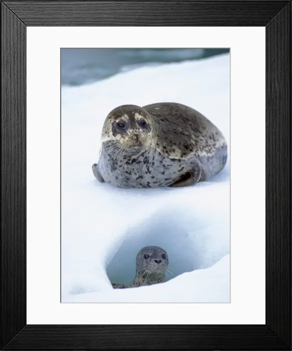 Framed Print : Harbor Seals TOM 604 Mother with young pup on ice flow (place where mother gives birth) LeConte Glacier, Alaska © Tom & Pat Leeson / ardea. com Framed Print : Harbor Seals TOM 604 Mother with young pup on ice flow (place where mother gives birth) LeConte Glacier, Alaska © Tom & Pat Leeson / ardea. com