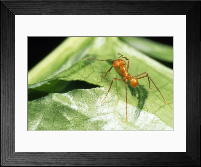 Framed Print : Leaf Cutter Ant - cutting into leaf Framed Print : Leaf Cutter Ant - cutting into leaf