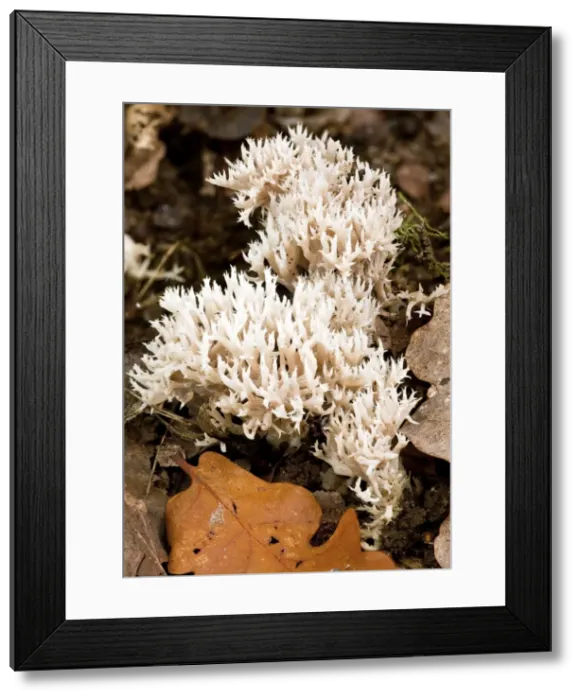 Framed Print : Crested Coral Fungus - among leaf litter - Old woodland - Wiltshire - UK Framed Print : Crested Coral Fungus - among leaf litter - Old woodland - Wiltshire - UK