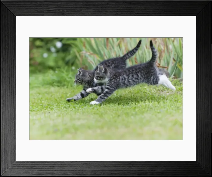 Framed Print : Cat - two kittens running through garden - Lower Saxony - Germany Framed Print : Cat - two kittens running through garden - Lower Saxony - Germany