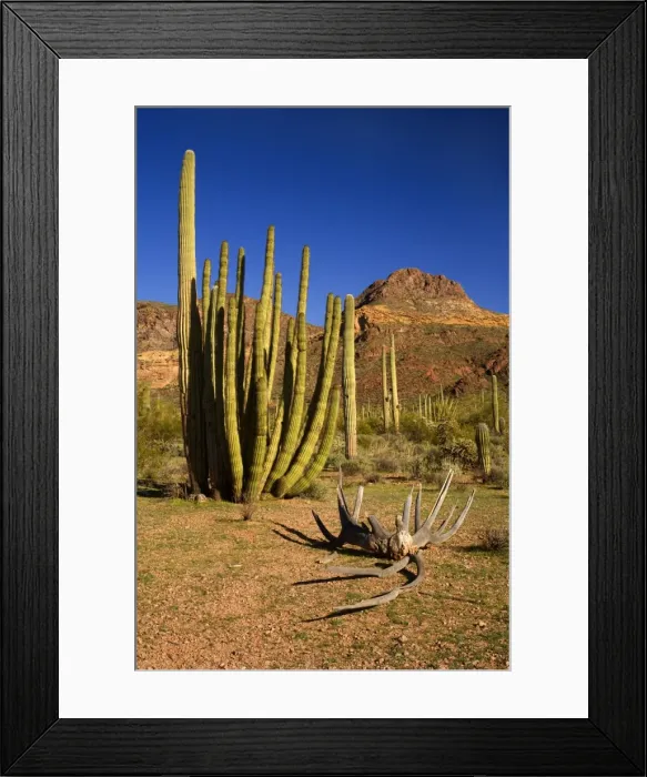 Framed Print : Sonora Desert - sonoran desert plant community in spring with Saguaro Cacti and the Ajo Mountains as backdrop. A Giant Organ Pipe Cactus (Stenocereus thurberi) and a cactus skeleton in the foreground - Organ Pipe National Monument, Arizona, USA Framed Print : Sonora Desert - sonoran desert plant community in spring with Saguaro Cacti and the Ajo Mountains as backdrop. A Giant Organ Pipe Cactus (Stenocereus thurberi) and a cactus skeleton in the foreground - Organ Pipe National Monument, Arizona, USA