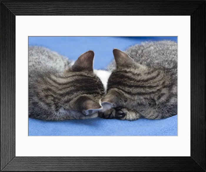 Framed Print : Cat - two kittens asleep with their heads together - Lower Saxony - Germany Framed Print : Cat - two kittens asleep with their heads together - Lower Saxony - Germany