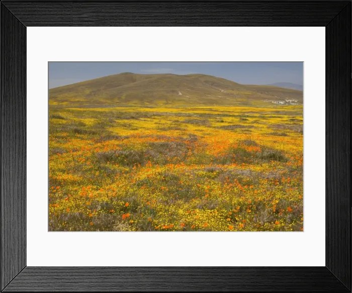 Framed Print : California Poppies and Yellow Goldfields (Lasthenia californica), Pygmy-Leaved Lupines (Lupinus bicolor) cover hills and valleys in Antelope Valley - Antelope Valley California Poppy Reserve - California - USA Framed Print : California Poppies and Yellow Goldfields (Lasthenia californica), Pygmy-Leaved Lupines (Lupinus bicolor) cover hills and valleys in Antelope Valley - Antelope Valley California Poppy Reserve - California - USA