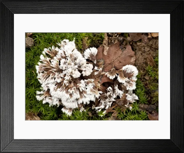 Framed Print : An Earth Fan - on moss - in old woodland - Wiltshire -UK Framed Print : An Earth Fan - on moss - in old woodland - Wiltshire -UK