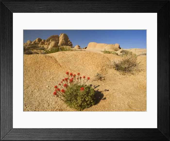 Framed Print : Northwestern Indian / Desert Paintbrush - grows in a crack of slickrock - Boulders Section - Joshua Tree National Park - California - USA Framed Print : Northwestern Indian / Desert Paintbrush - grows in a crack of slickrock - Boulders Section - Joshua Tree National Park - California - USA