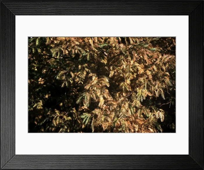 Framed Print : SG-6O66A. SG-6066a. Swamp CYPRESS - leaves in Autumn. Taxodium distichum. Ardea London. Framed Print : SG-6O66A. SG-6066a. Swamp CYPRESS - leaves in Autumn. Taxodium distichum. Ardea London.