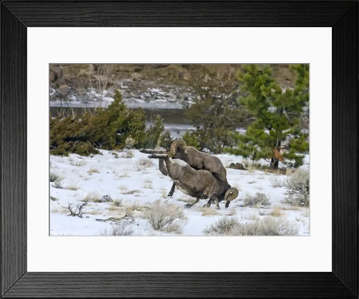 Framed Print : Rocky Mountain Bighorn Sheep - rams fighting / head butting during fall rut - in Autumn snow - Rocky Mountains - Wyoming - USA _E7C2498 Framed Print : Rocky Mountain Bighorn Sheep - rams fighting / head butting during fall rut - in Autumn snow - Rocky Mountains - Wyoming - USA _E7C2498