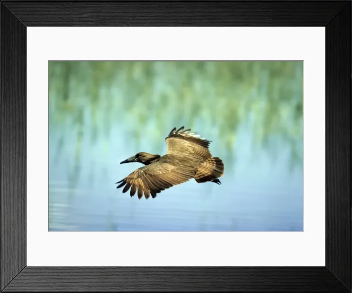 Framed Print : Hammerkop - in flight