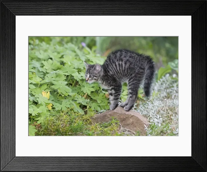 Framed Print : Cat - kitten arching its back - outdoors - Lower Saxony - Germany Framed Print : Cat - kitten arching its back - outdoors - Lower Saxony - Germany