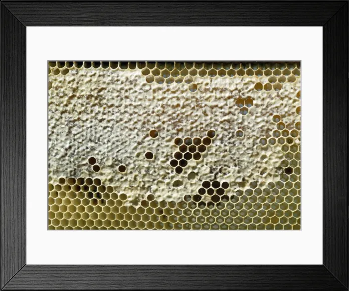 Framed Print : Beekeping - capped honey comb Framed Print : Beekeping - capped honey comb