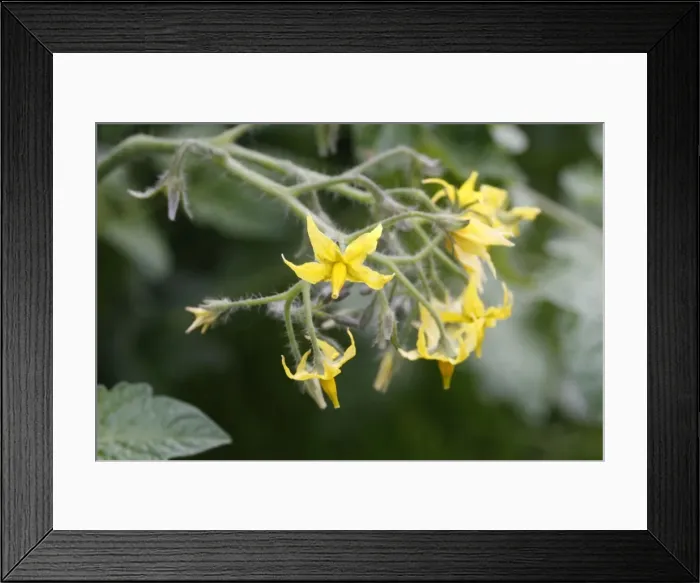 Framed Print : Tomato - flowers. Somme - france Framed Print : Tomato - flowers. Somme - france