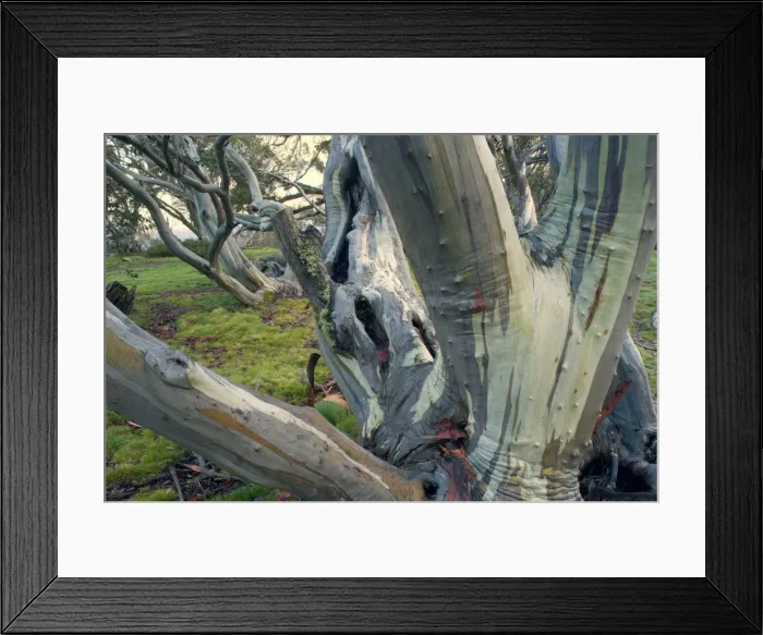 Framed Print : Snow Gum - old and gnarled Snow Gums grow in Victoria's High Country - Bogong Highplaines, Alpine National Park, Victoria, Australia