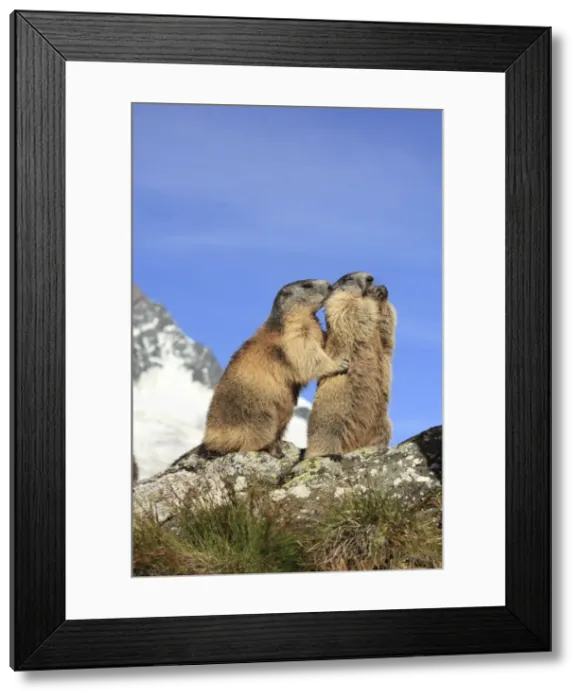 Framed Print : Alpine Marmot - pair on hind legs together - Europe Framed Print : Alpine Marmot - pair on hind legs together - Europe