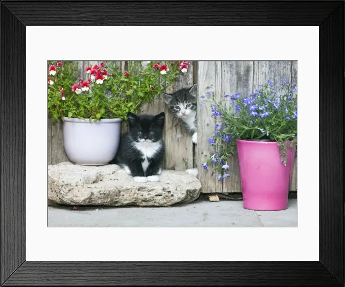 Framed Print : Cat - two kittens in front of garden shed - Lower Saxony - Germany Framed Print : Cat - two kittens in front of garden shed - Lower Saxony - Germany