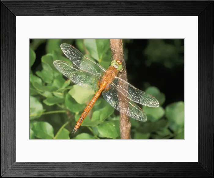 Framed Print : Norfolk Hawker Dragonfly USH 324 Male Aeshna isosceles © Duncan Usher / ardea. com Framed Print : Norfolk Hawker Dragonfly USH 324 Male Aeshna isosceles © Duncan Usher / ardea. com