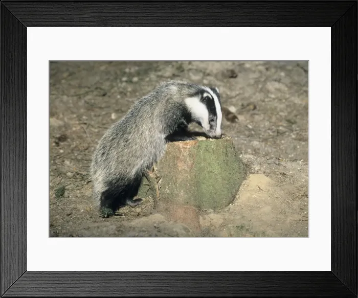 Framed Print : Badger - cub sniffing at tree stump - Lower Saxony - Germany Framed Print : Badger - cub sniffing at tree stump - Lower Saxony - Germany