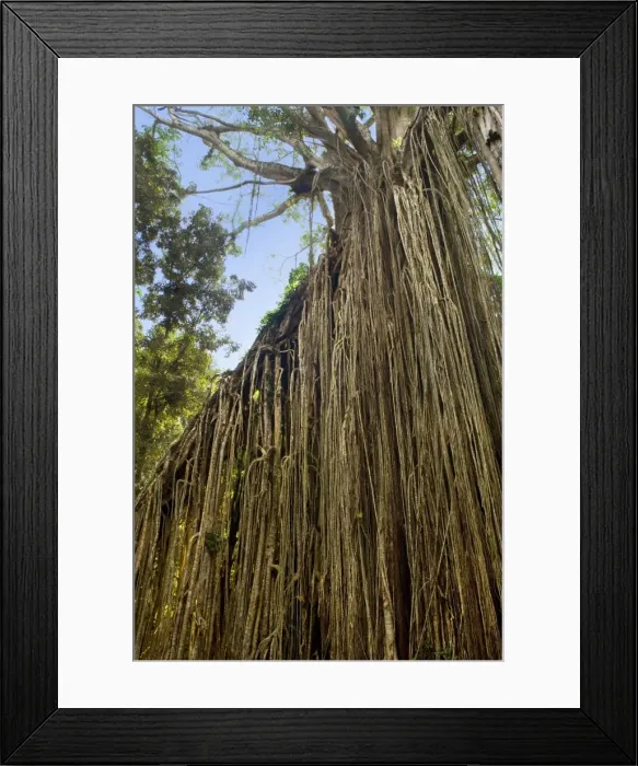 Framed Print : Curtain Fig Tree - after the host tree fell over, a dense curtain of air roots formed at this famous Strangler Fig on the Atherton Tablelands. The roots are now anchored in the earth and work as buttresses - Curtain Fig Tree, Atherton Tablelands Framed Print : Curtain Fig Tree - after the host tree fell over, a dense curtain of air roots formed at this famous Strangler Fig on the Atherton Tablelands. The roots are now anchored in the earth and work as buttresses - Curtain Fig Tree, Atherton Tablelands