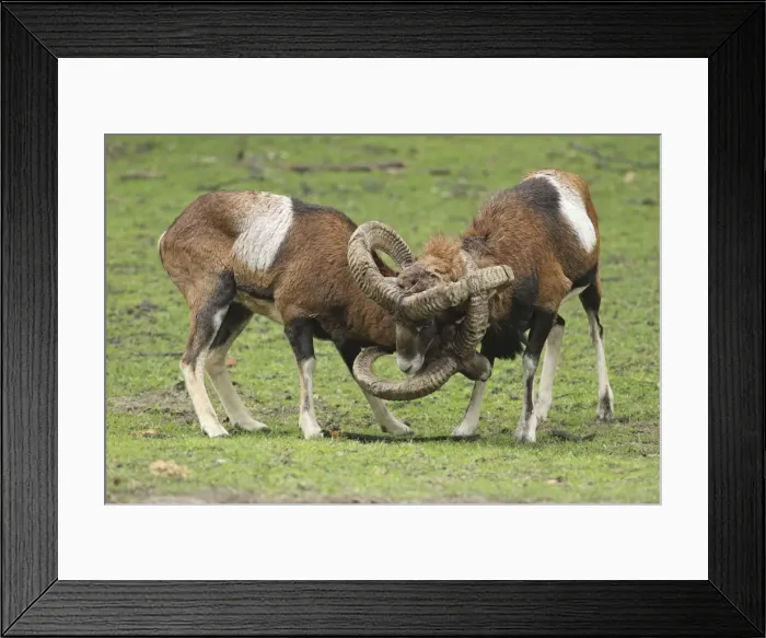 Framed Print : Mouflon Sheep - Rams fighting getting their horns stuck - Germany Framed Print : Mouflon Sheep - Rams fighting getting their horns stuck - Germany