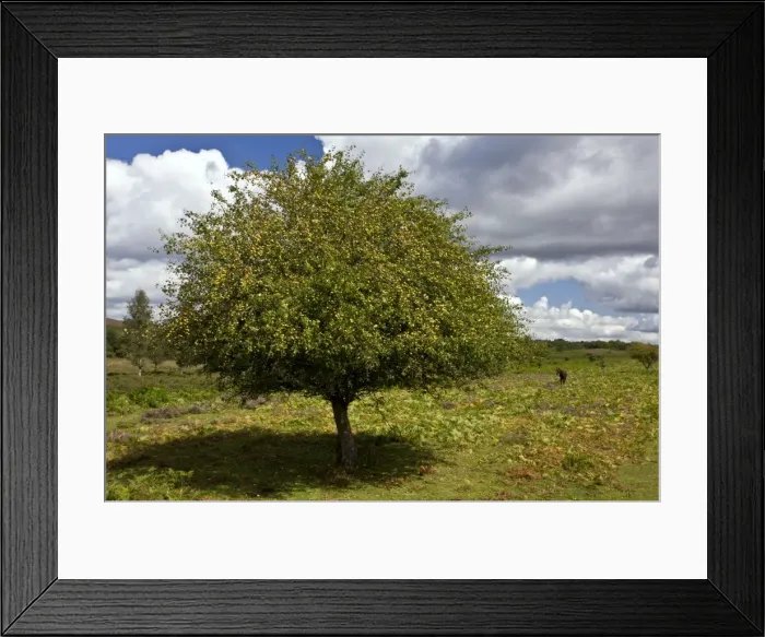 Framed Print : Crab apple tree - in fruit in the New Forest - near Linwood - Hampshire Framed Print : Crab apple tree - in fruit in the New Forest - near Linwood - Hampshire