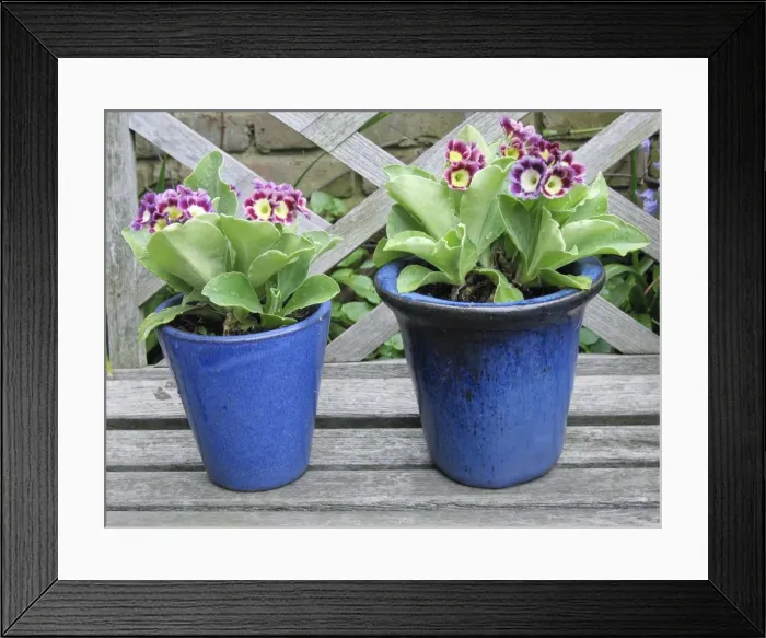 Framed Print : Auricula flowers in blue pots Framed Print : Auricula flowers in blue pots