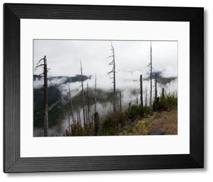 Framed Print : Burnt coniferous forest regenerating following eruption, on Mount St Helens National Park, Washington, USA, North America Framed Print : Burnt coniferous forest regenerating following eruption, on Mount St Helens National Park, Washington, USA, North America