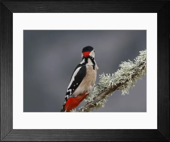 Framed Print : Great Spotted Woodpecker - on tree trunk showing back of head. Scotland Framed Print : Great Spotted Woodpecker - on tree trunk showing back of head. Scotland