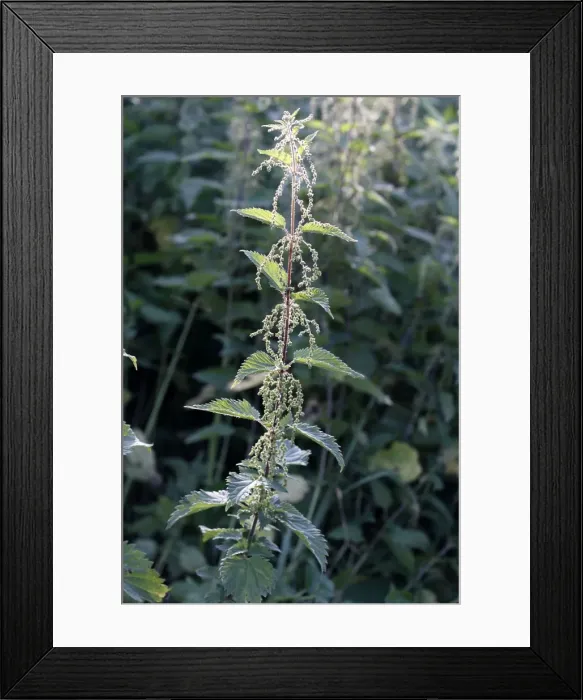 Framed Print : Stinging Nettle - in flower Framed Print : Stinging Nettle - in flower