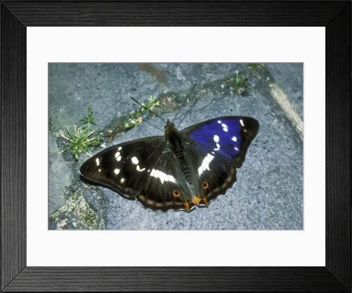 Framed Print : Purple Emperor Butterfly USH 335 Apatura iris © Duncan Usher / ardea. com Framed Print : Purple Emperor Butterfly USH 335 Apatura iris © Duncan Usher / ardea. com