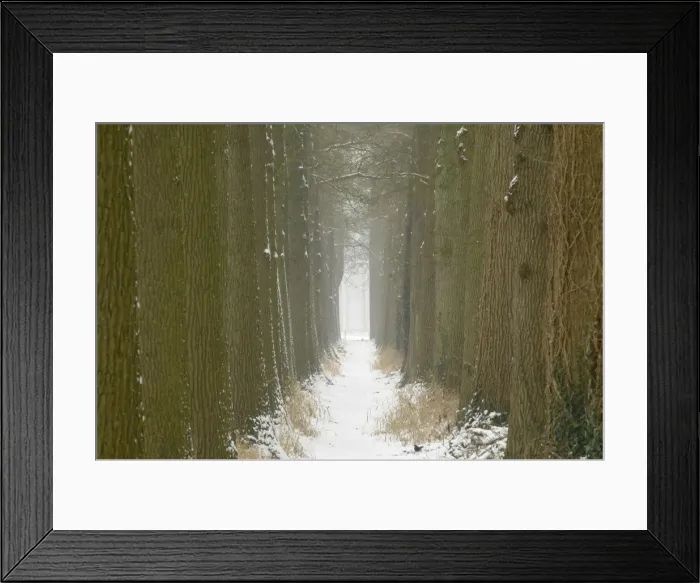 Framed Print : Snowy forest trail with oak Framed Print : Snowy forest trail with oak