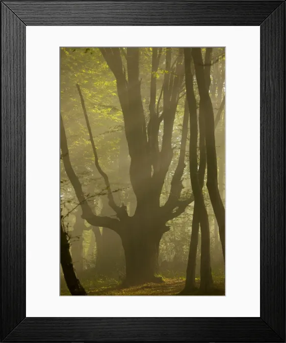 Framed Print : Old Hornbeam pollard in forest in early morning mist at the Breite, Sigishoara, Romania Framed Print : Old Hornbeam pollard in forest in early morning mist at the Breite, Sigishoara, Romania